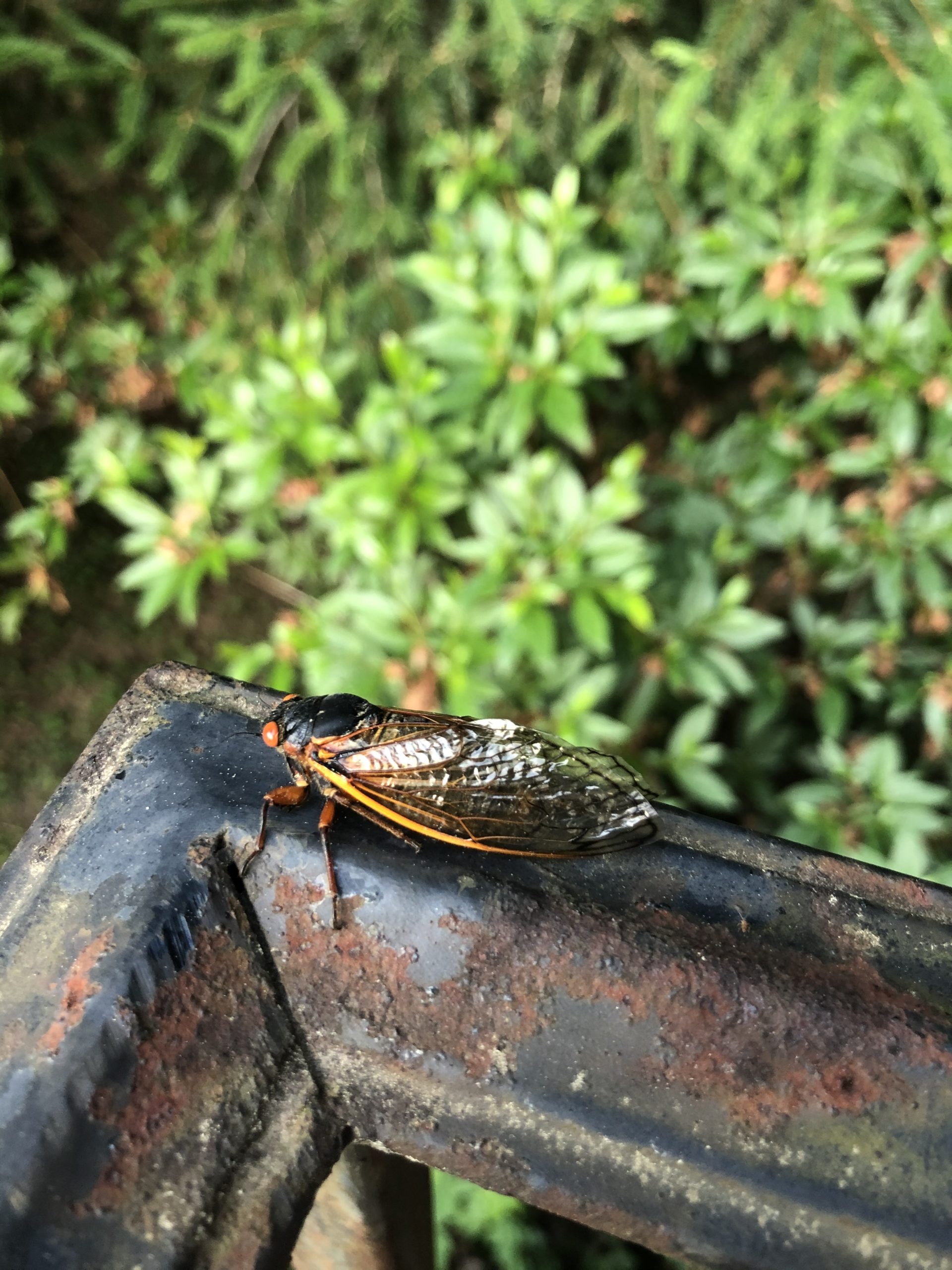 Cicada in greenery