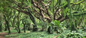 Maui trees