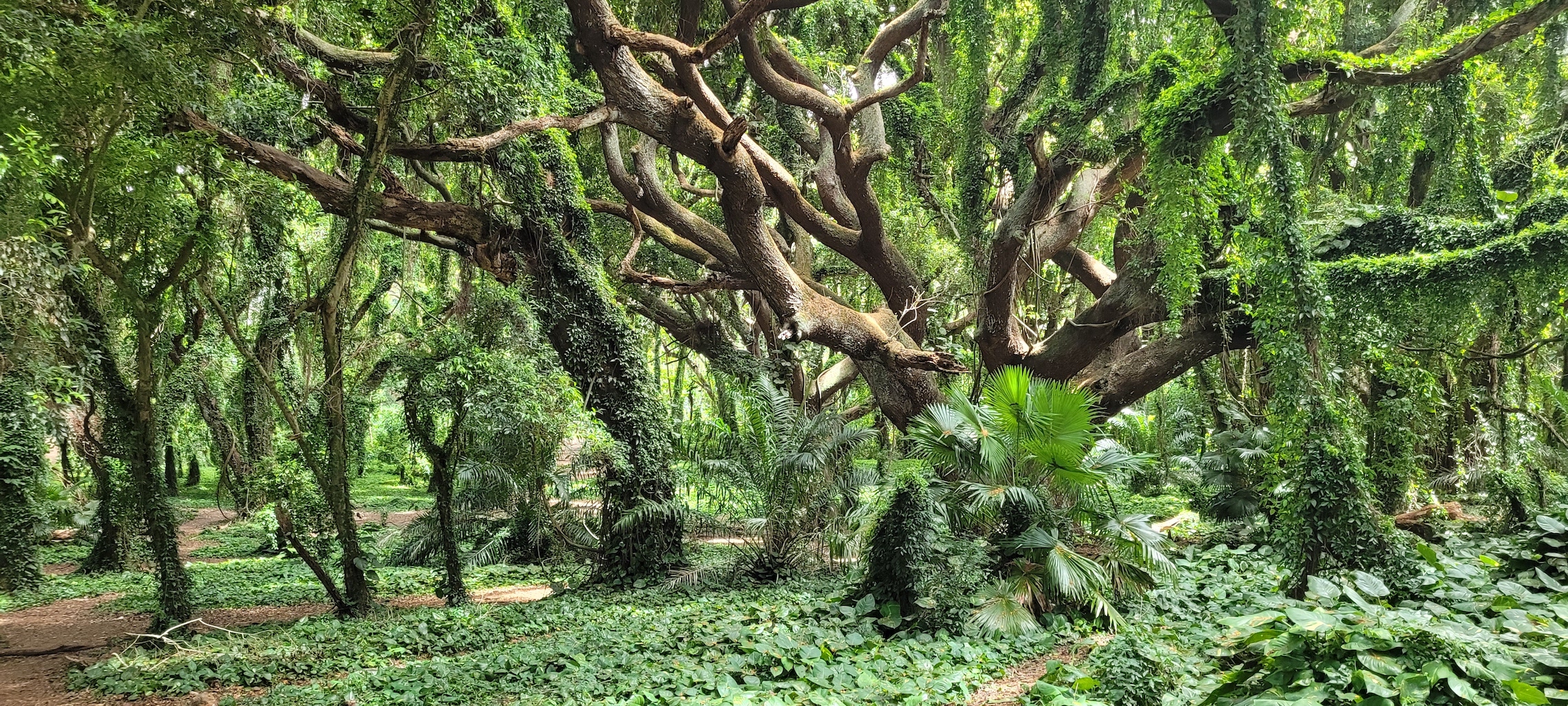 Maui trees